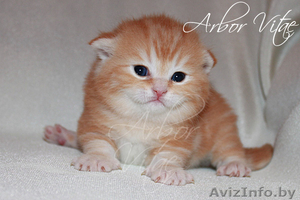 Британские котята- медвежата из питомника #125379