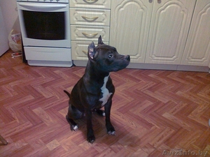 шоколадная девочка питбультерьера в дар #125002