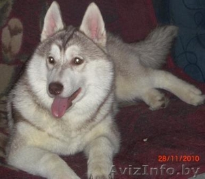 продаётся  щенок  хаски #119797