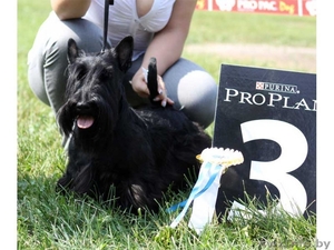 скотч-терьера щенки Витебск #127308