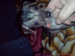 китайскую хохлатую #129779