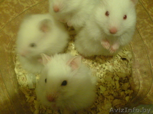 продам хомячка+подарок #132995