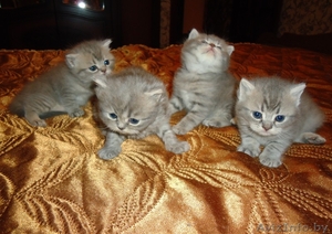 Британские котята _) #128850