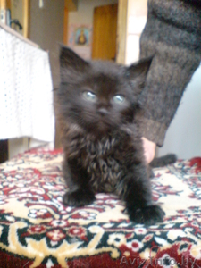 В дар котята,  подарю,  котика,  отдам котиков,  котята в дар котята в хорошие руки #133604