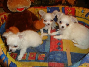 Чихуа-хуа щенки. #134744