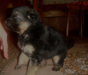 щенки немецкой овчарки, возраст 5 нед. #131911