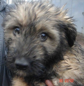 Отдадим 2-х ОЧЕНЬ добрых, милых, ласковых и очень ДОБРОДУШНЫХ щеночков! #125845