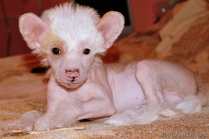 Щенок китайской хохлатой #128678