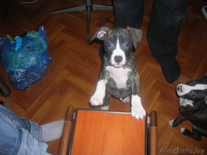 щенки питбуля недорого #133299