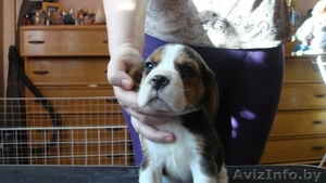 Бигля щенки с родословной #122711