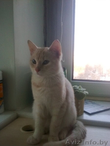 Нашёлся кот                               #121911