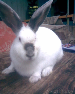 Кролики калифорнийской породы #123439