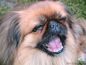 Королевский щенок Пекинеса #133080