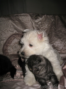 Продаются шотландские вислоухие котята #120728