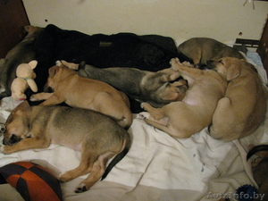 Щенки нем.овчарки 70000руб. #121594