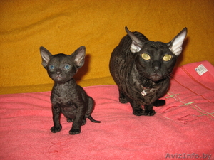 Продам котенка корниш-рекс #123383