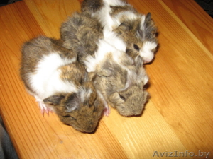 морская свинка РОЗЕТОЧНАЯ #125518