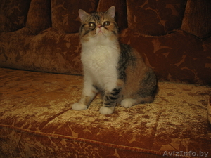 Продаются Котики-Экзотики,  #130275