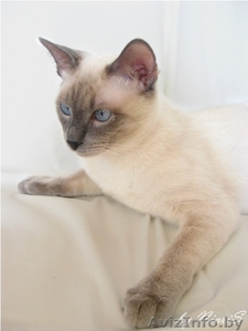 Тайский кот приглашает на вязку! #125828