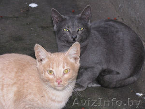 Котята в дар т. 267-62-60 #120723