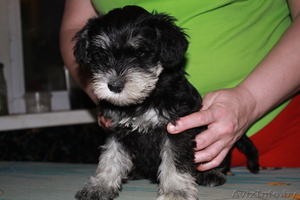  перспективные щенки цвергшнауцера #126315