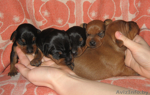 Продам щенков Цвергпинчера!!! #122856