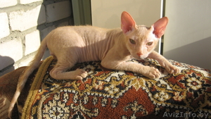 красивый котэ)) египетский сфинкс ищет подругу для вязки #123219