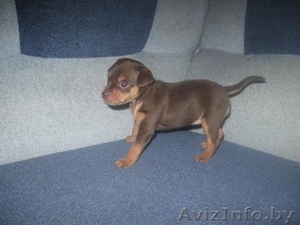 Продается щенок русского той-терьера #132682