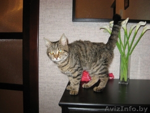 Отдам котенка в хорошие руки) #126928