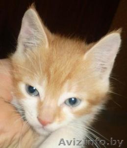 SOS!Нежный котенок  дар  #120320