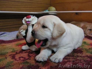 Продам щенков лабрадора-ретривера #125434