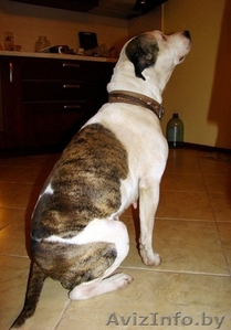  Сука  американский стаффордширского терьера в дар #123129