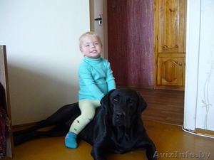 Щенки лабрадора от родителей чемпионов палевого и черного окрасов #122796