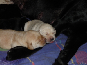 Щенки лабрадора-ретривера от родителей чемпионов палевого и черного окрасов #122811