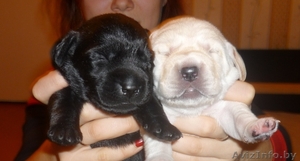 Щенки лабрадора шоу-класса от родителей чемпионов #122005