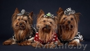 Щенки Йоркширский терьер #125154