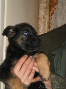 немецкая овчарка #121782