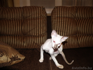 Сфинкса петербургского,  девочка , золотая карта #127909