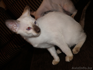 Сиамский котенок шоколадная черепаха,  современного типа,  девочка  #127918