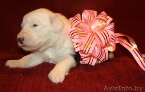 Продаются щенки бобтейла от родителей-интерчемпионов #134820