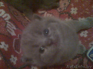 котята британские #121067