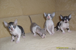 Котята корниш рекс (мальчики) #130128