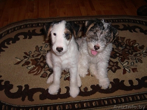 собаки фокстерьеры #124903