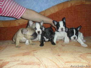 Красивые и классные щенки французского бульдога #133286