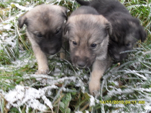 Продаются щенки #121249