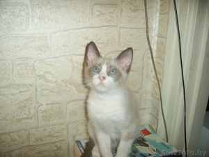 Котята в добрые надежные руки #124100