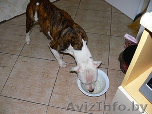  найдена сука стаффа тигр с бел #118634