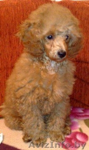 Щенки той-пуделя #141662