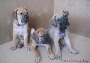 ПРОДАЮТСЯ ЩЕНКИ ЮЖНОАФРИКАНСКОГО БУРБУЛЯ #137278