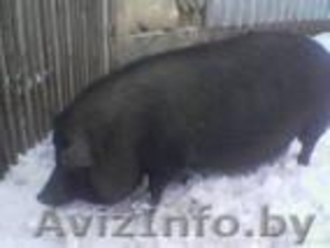 Лида. 029 9233211,  01561 92521 #137840